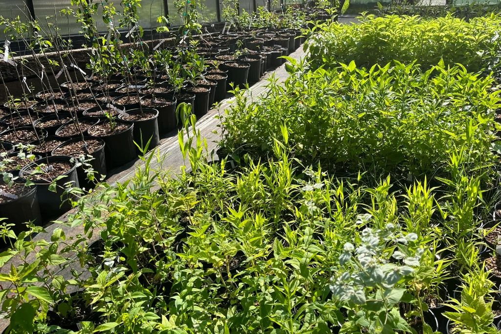 Recreative Natives in Cropwell Alabama